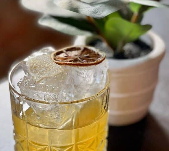 Cocktail glass with cubes of ice and a dried slice of orange next to a potted plant